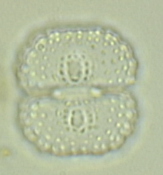 Cosmarium subcostatulum